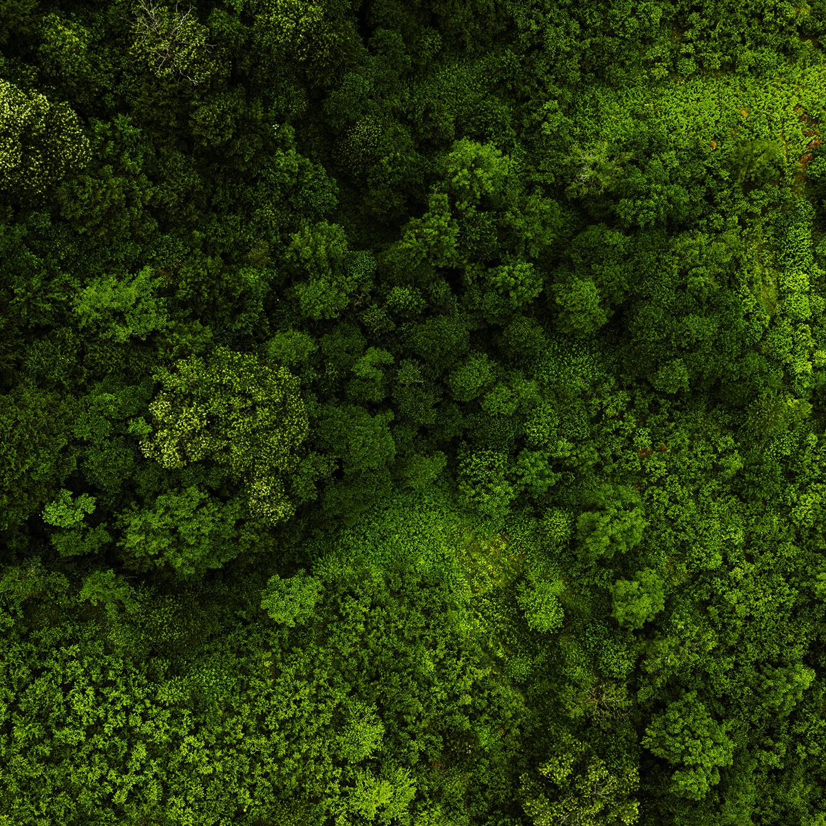 Aerial view of a dense forest featuring varying shades of green foliage and treetops, creating a rich, textured landscape.